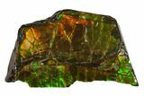 Iridescent Ammolite - Fossil Ammonite Shell #130741-1